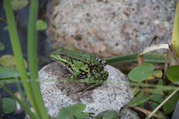 Image of Common frog