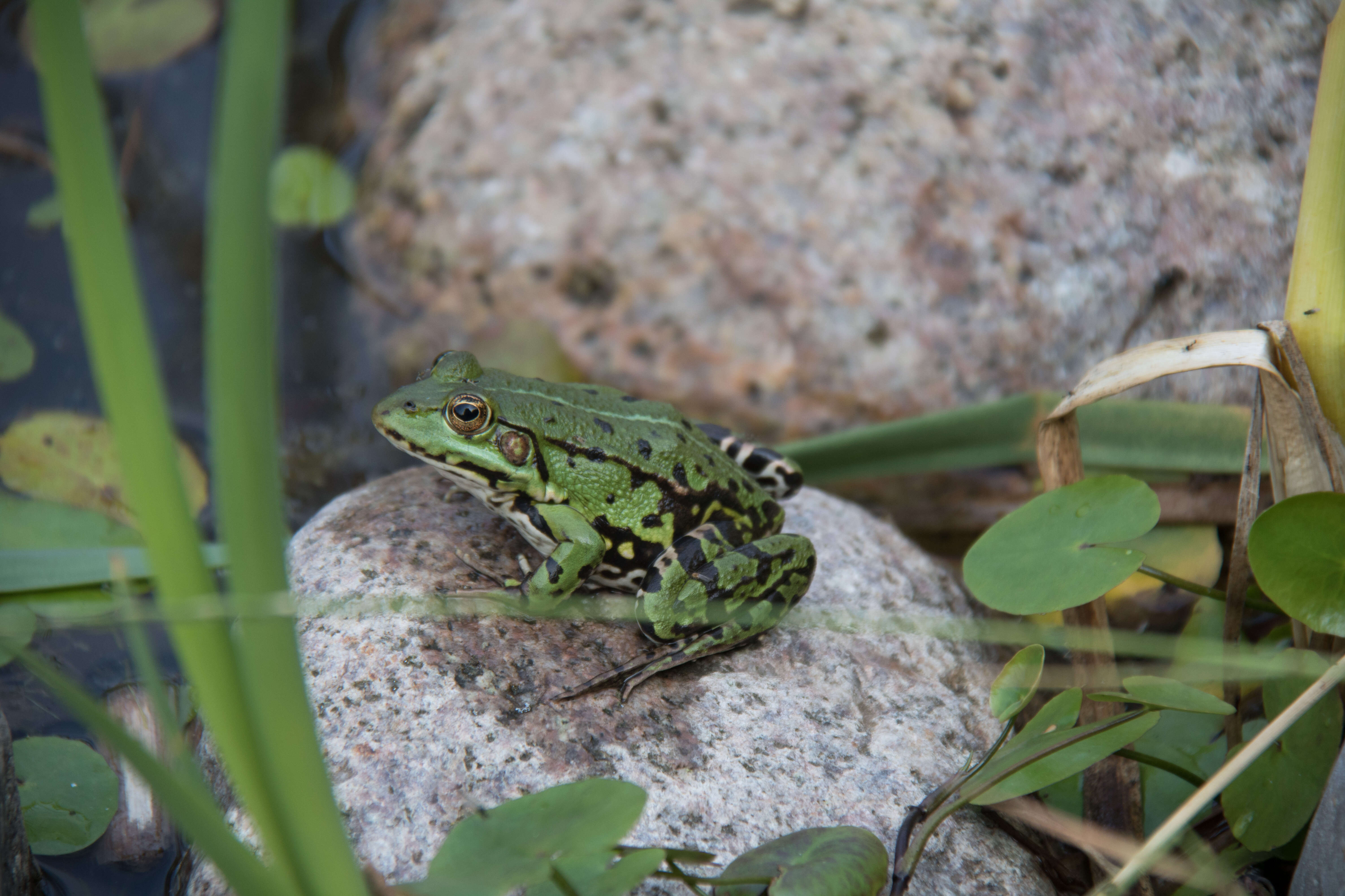 Image of Common frog