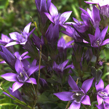 Image of chiltern gentian