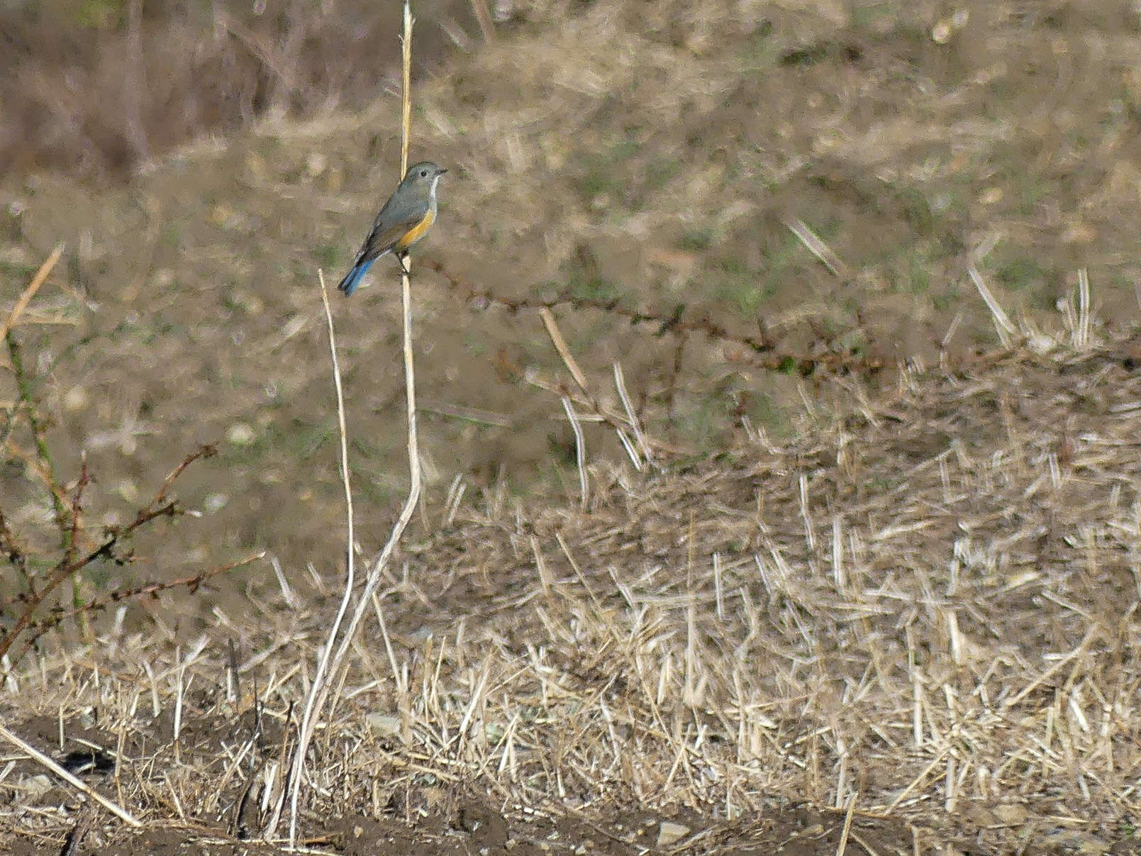 Image de Robin de l’Himalaya