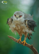 Image of Black-shouldered Kite