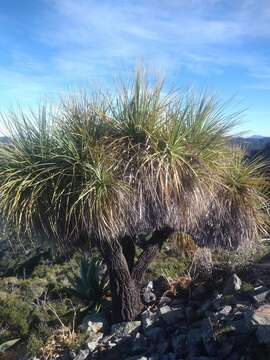 Image de Nolina beldingii Brandegee