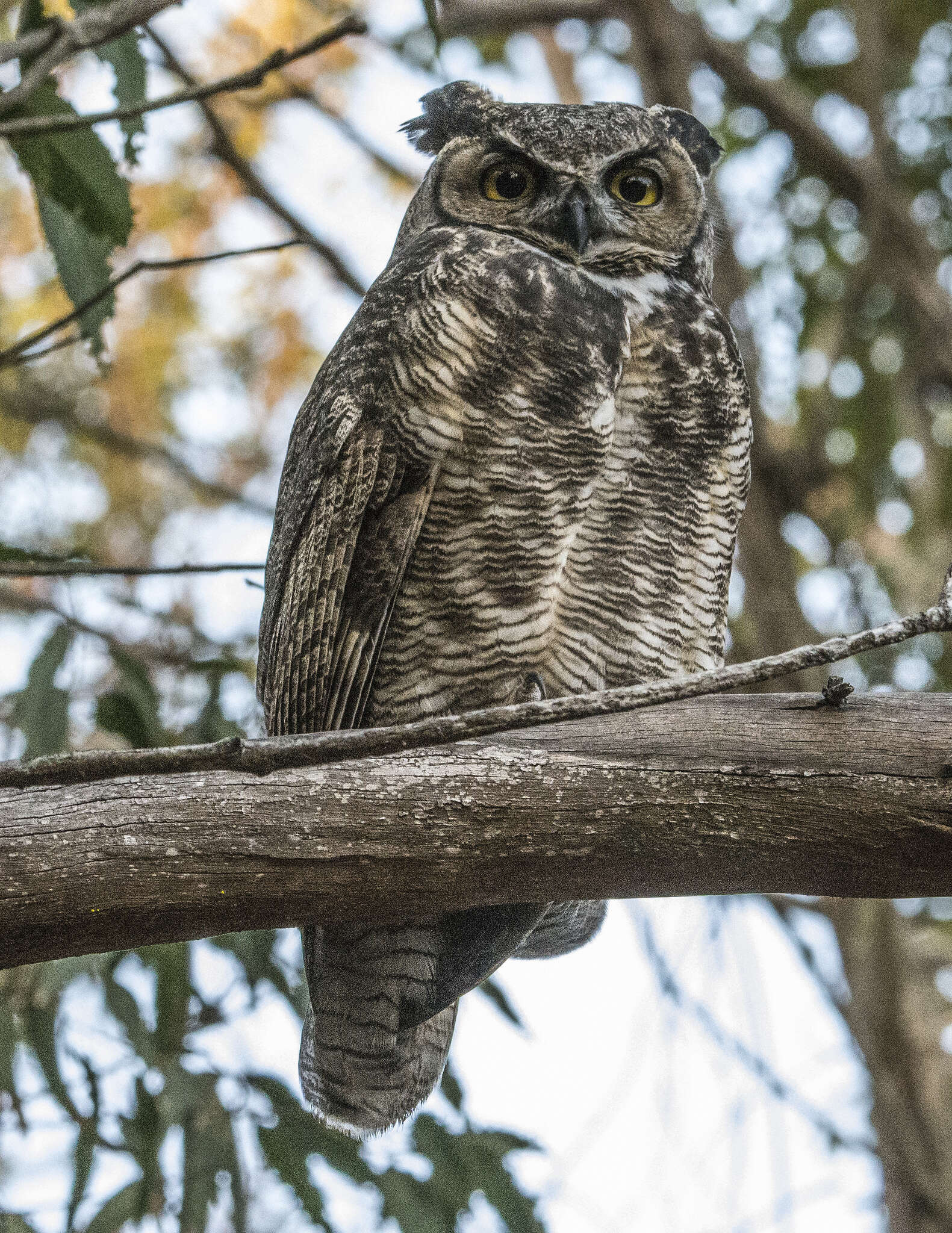 Image of Great Horned Owl