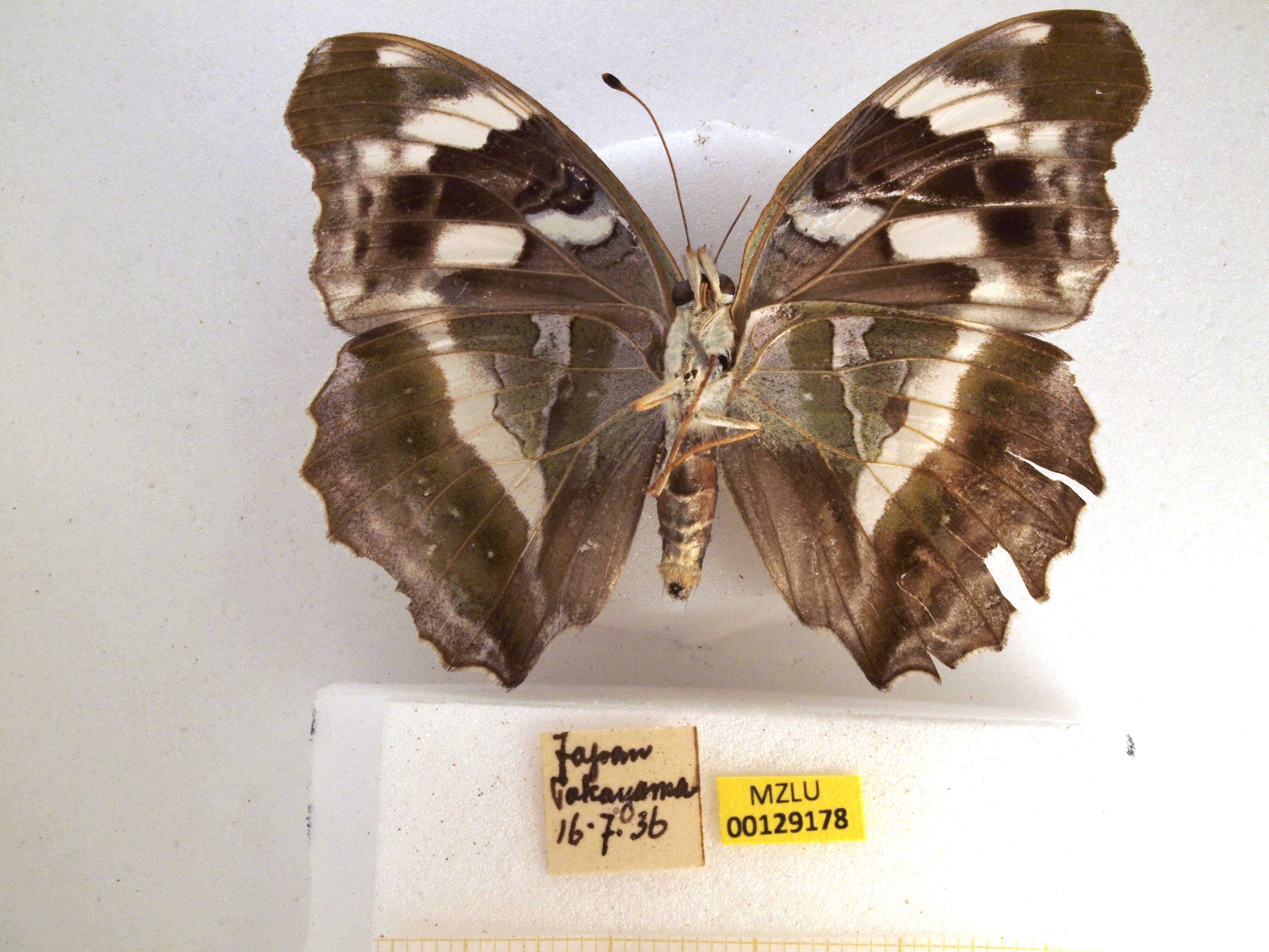 Image of Argynnis sagana