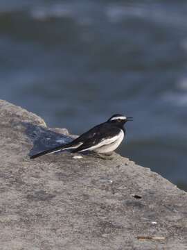 Image of White-browed Wagtail