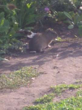 Image of Brazilian Guinea Pig