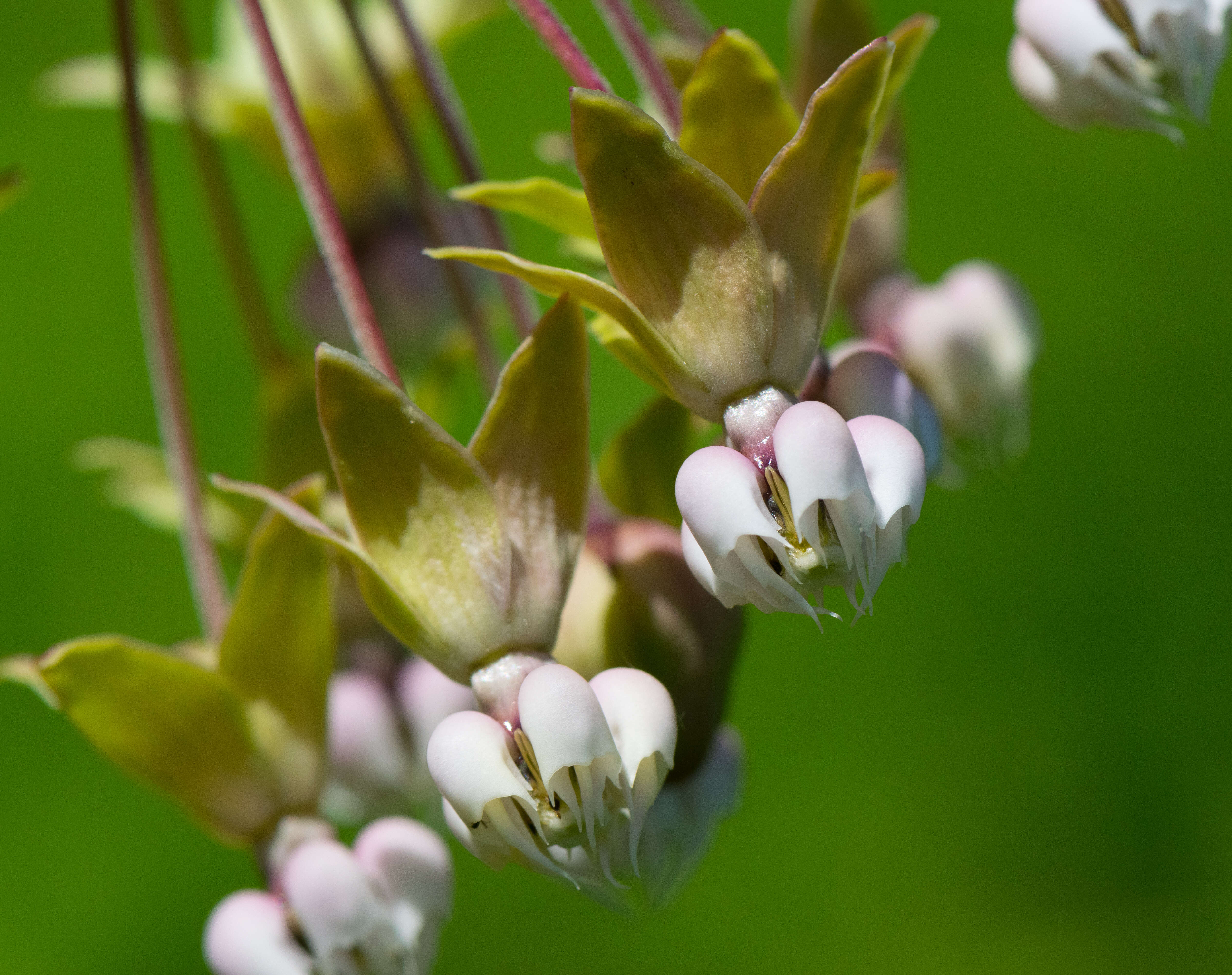 Image of clasping milkweed