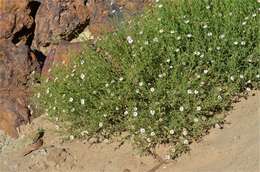 Olearia stuartii (F. Müll.) F. Müll. resmi