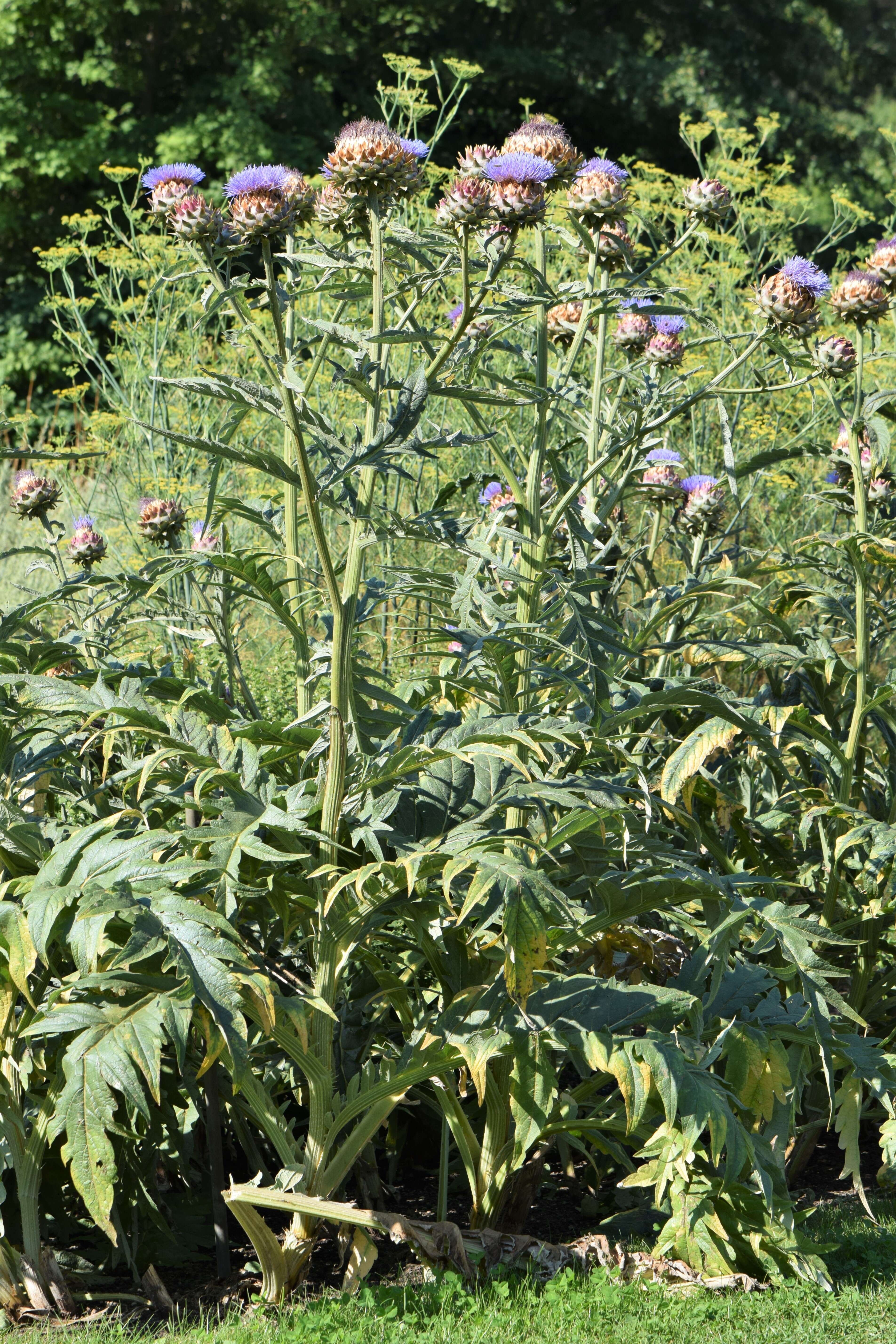 Image of cardoon