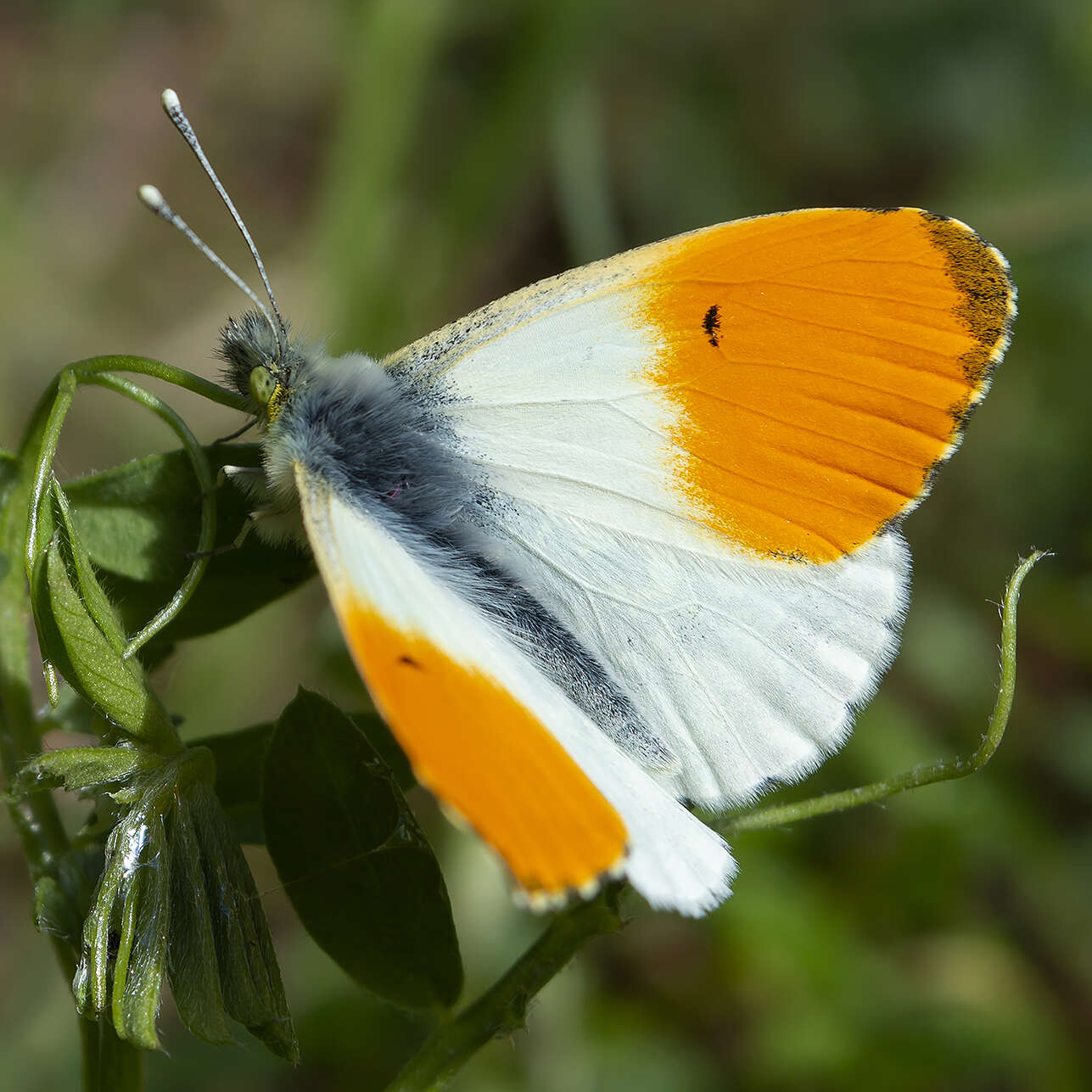 Image of orange tip