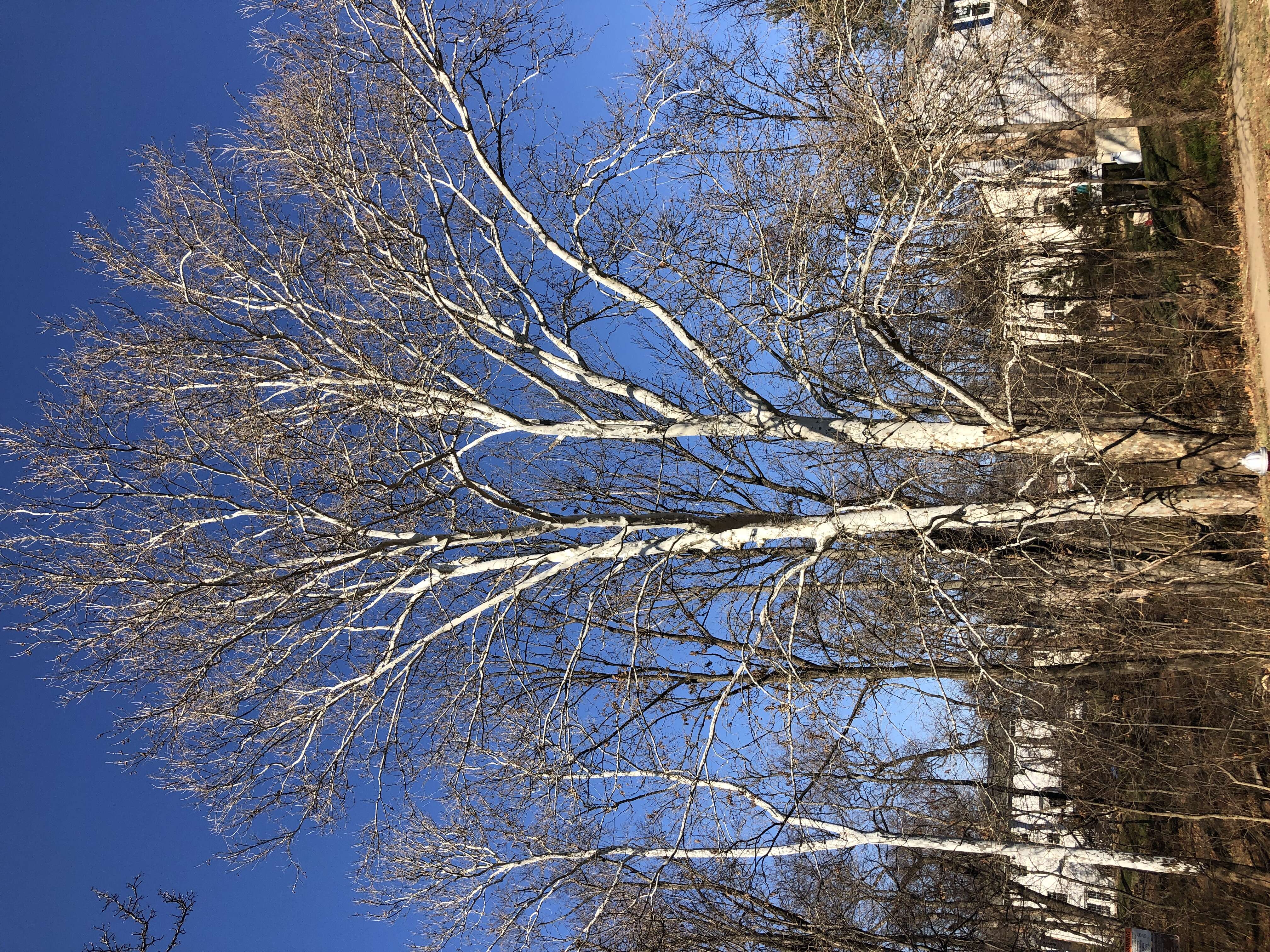 Image of American sycamore