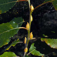 Image of goat willow