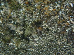 Image of Dragonet