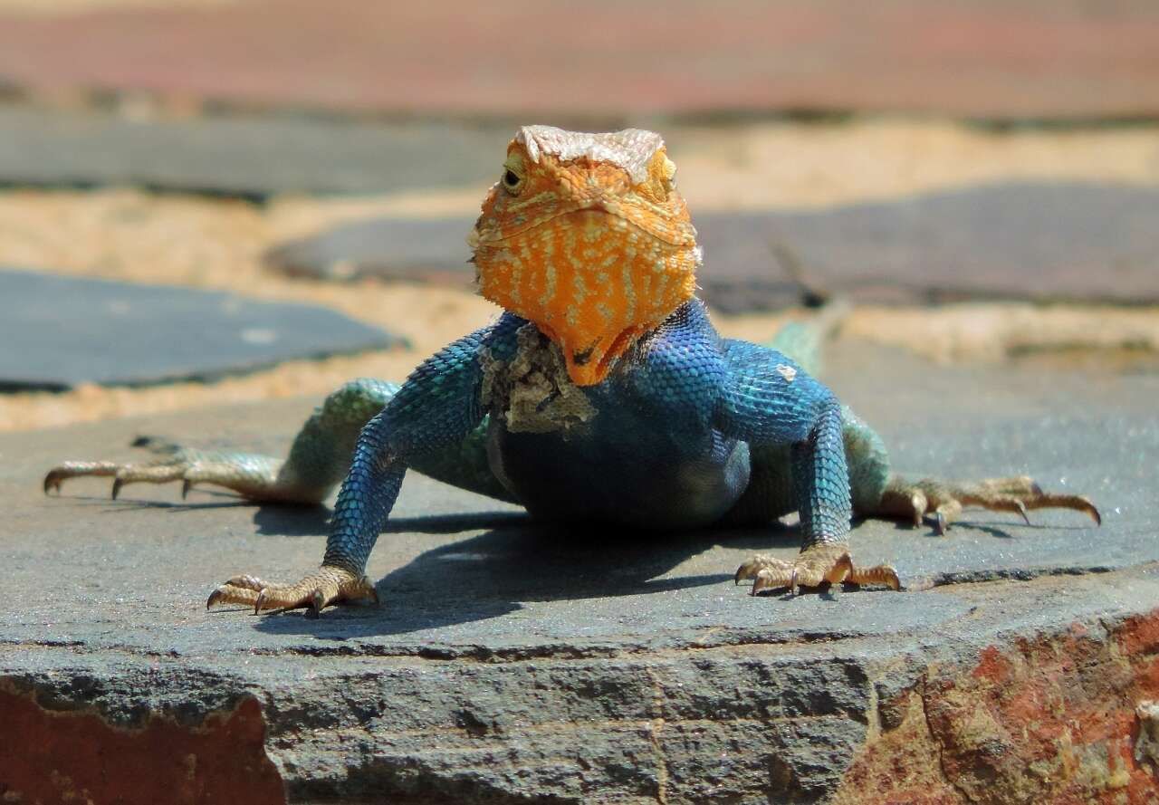 Image of Kirk's Rock Agama