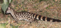 Image of Blotched Genet