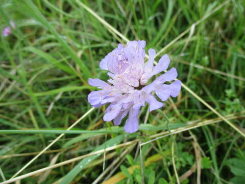 Слика од Knautia arvensis (L.) Coulter