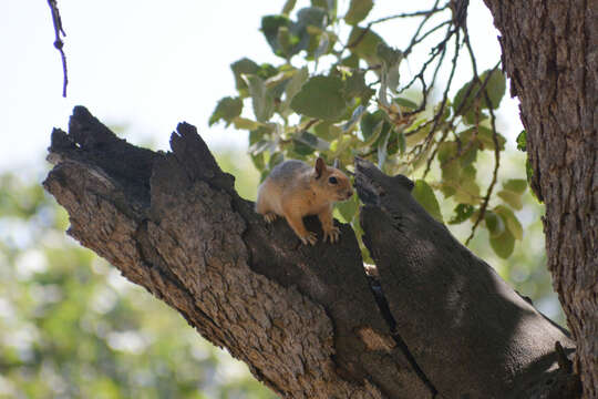 Image of Sciurus subgen. Tenes Thomas 1909