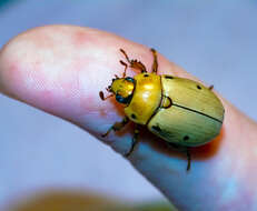 Sivun Pelidnota punctata (Linnaeus 1758) kuva