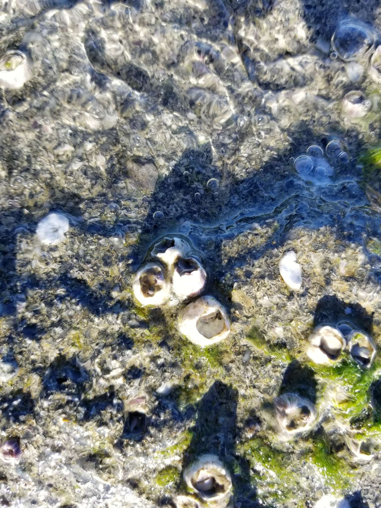 Image of Striped barnacle