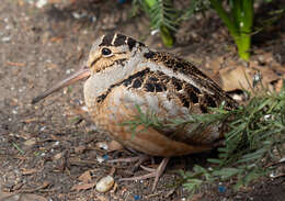 Image of Woodcock