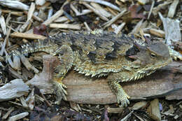 Image of San Diego Horned Lizard