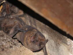 Image of Pallas's Mastiff Bat