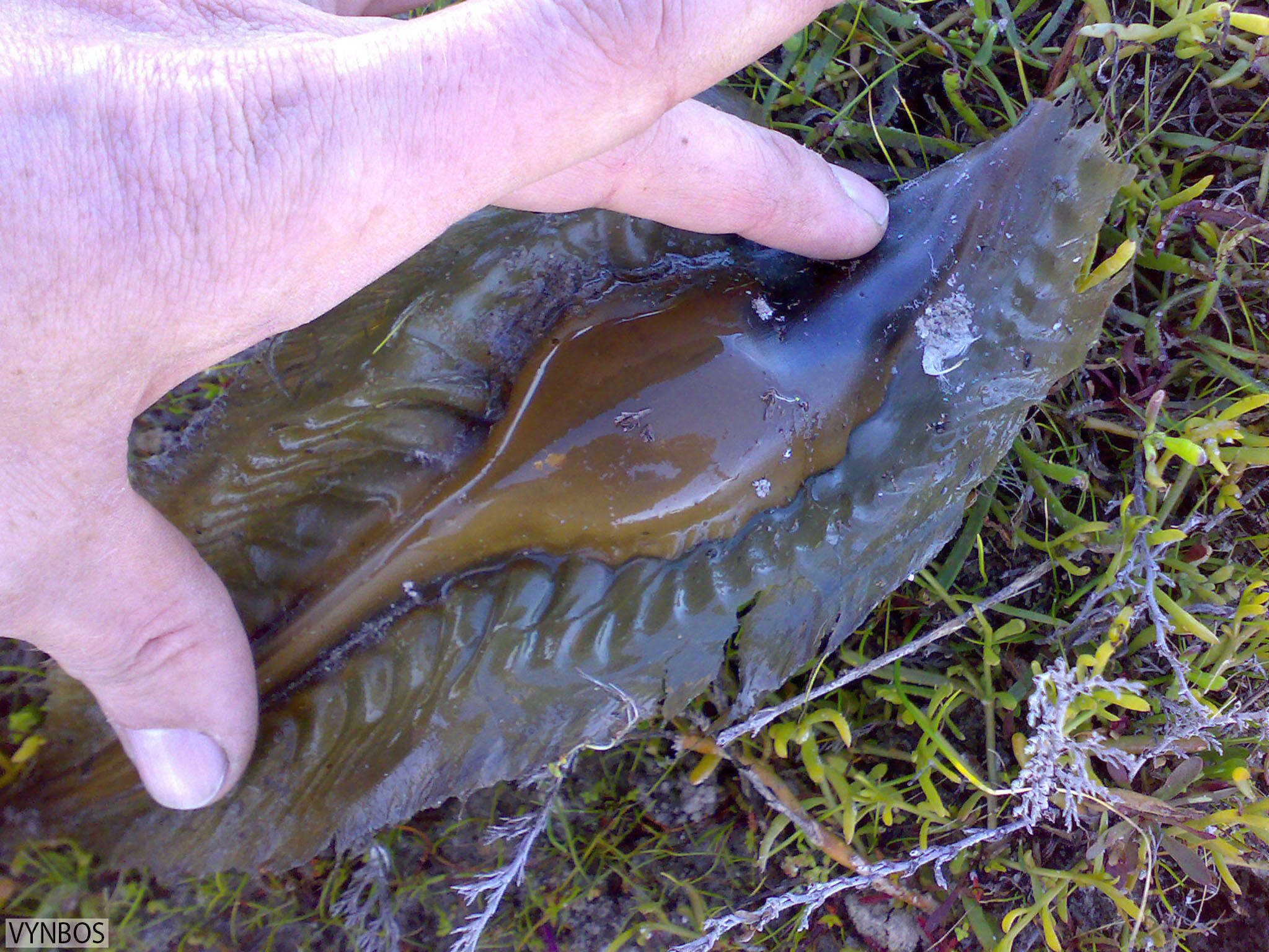 Image of Cape Elephantfish