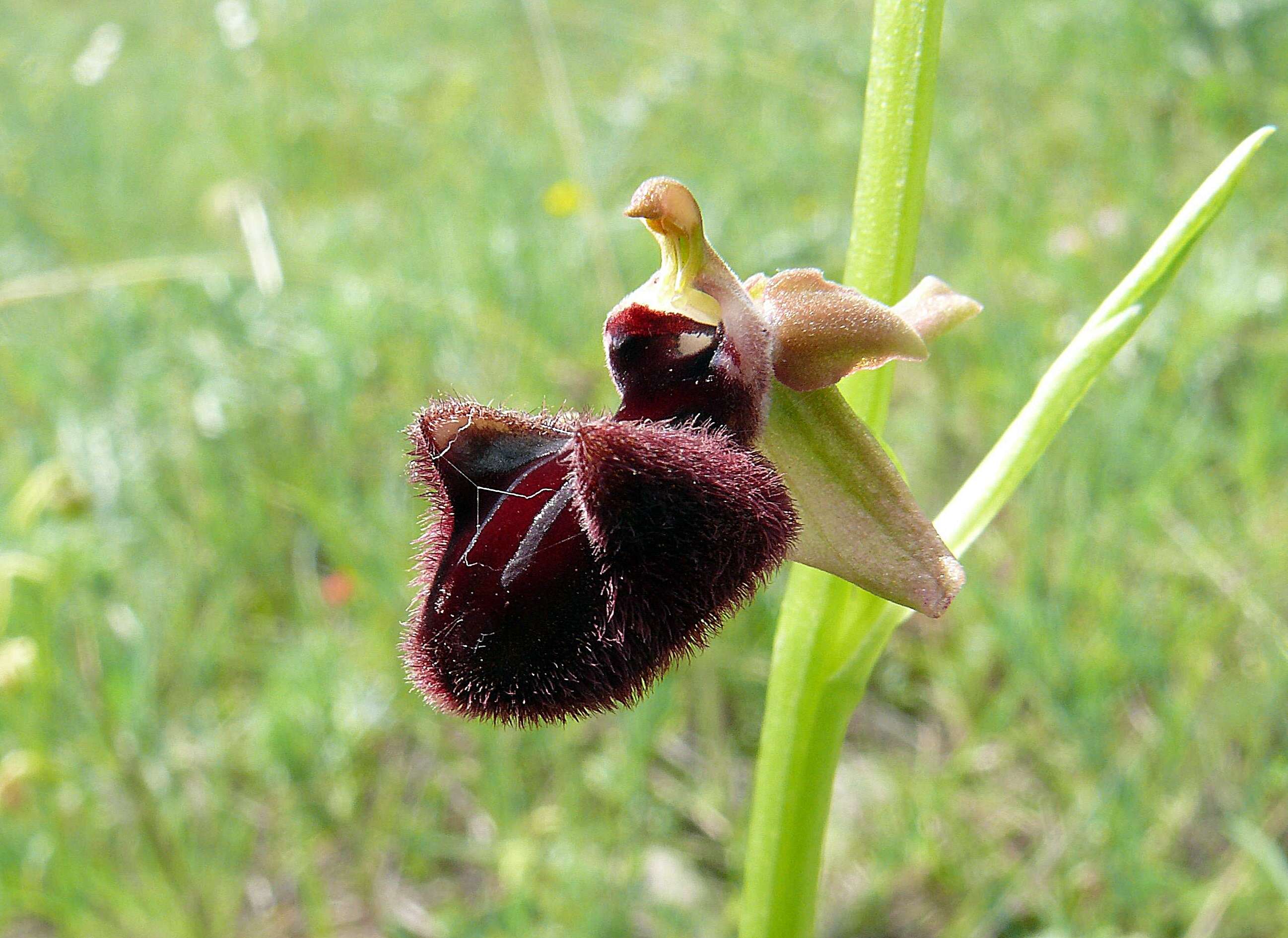 Image of Ophrys sphegodes subsp. atrata (Rchb. fil.) A. Bolòs