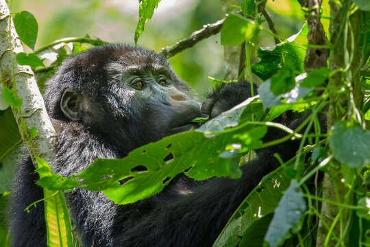 Image of Eastern Gorilla