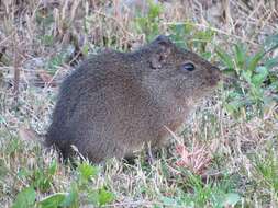 Image of Brazilian Guinea Pig