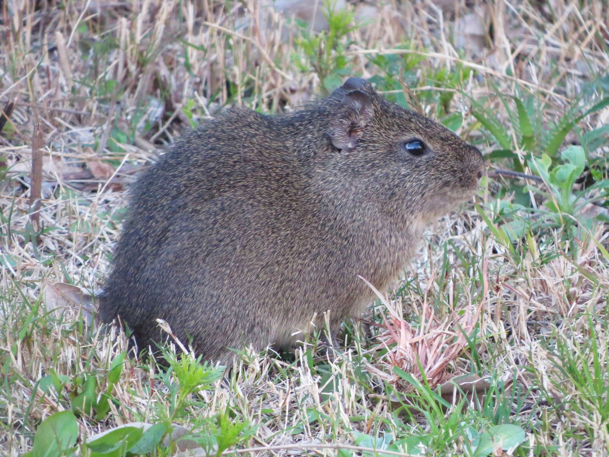 Image of Brazilian Guinea Pig