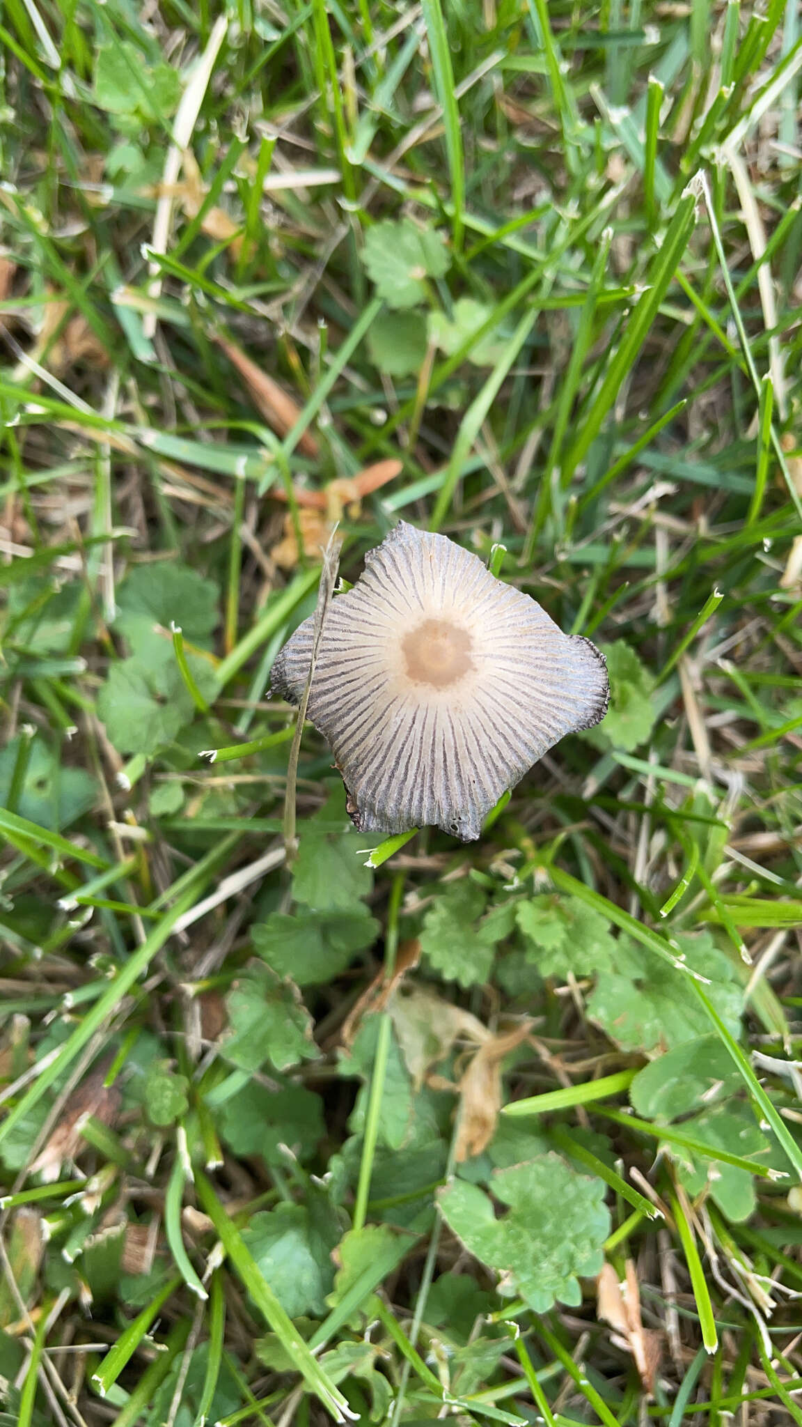 Image de Coprin parasol