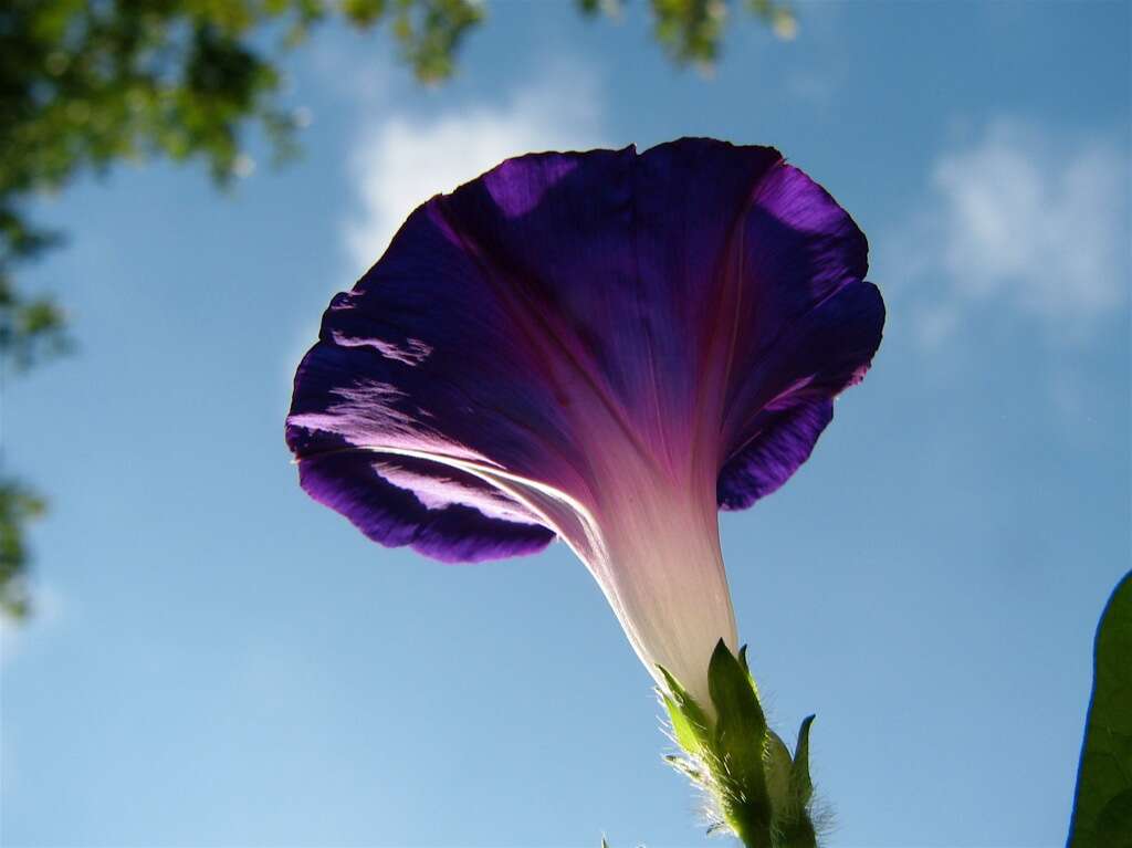 Image of tall morning-glory