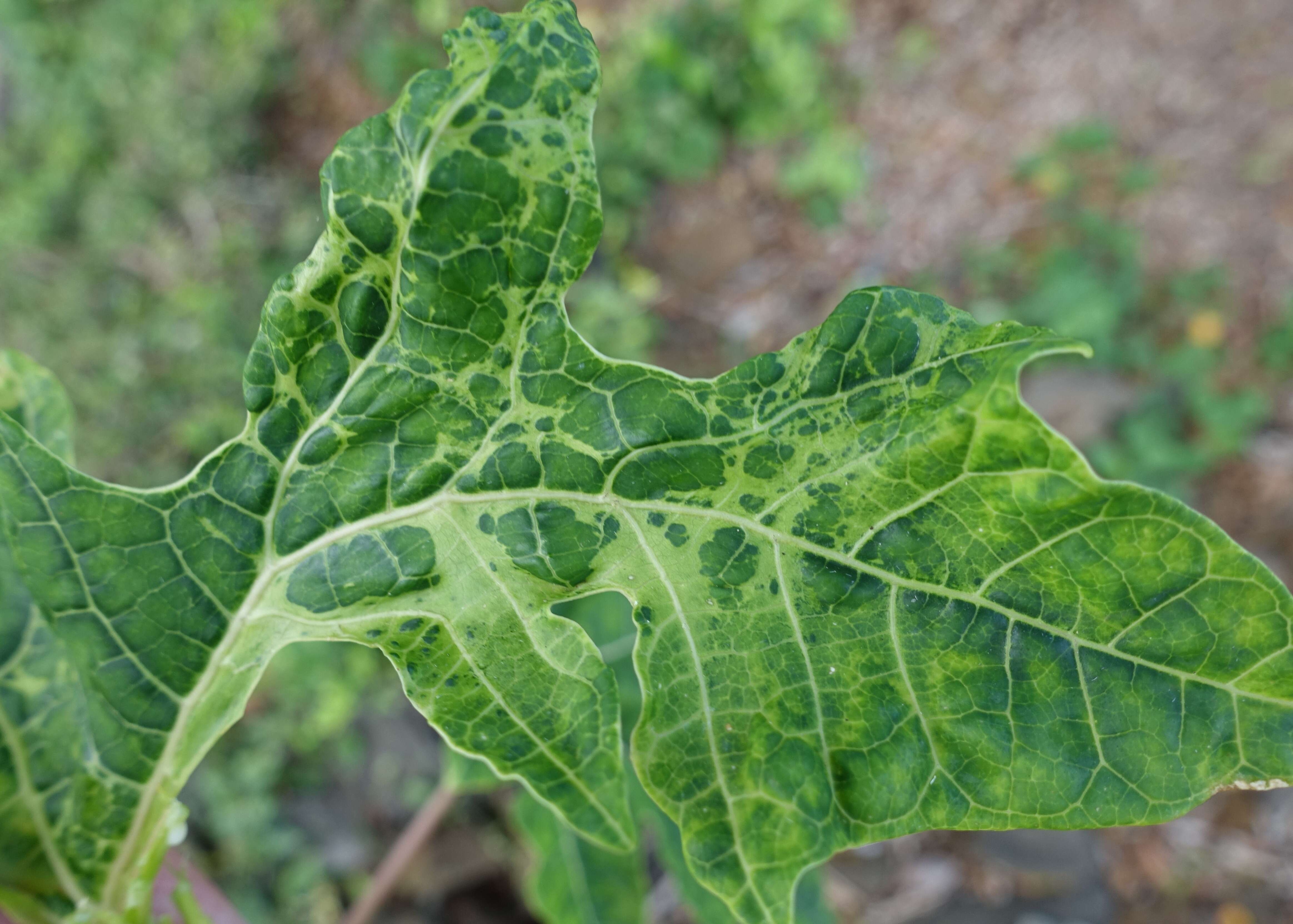 Image of Papaya ringspot virus