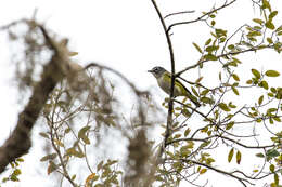 Image of Blue-headed Vireo