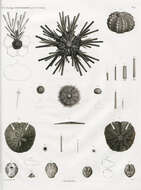 Image of Eucidaris metularia (Lamarck 1816)