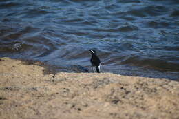 Image of White-browed Wagtail