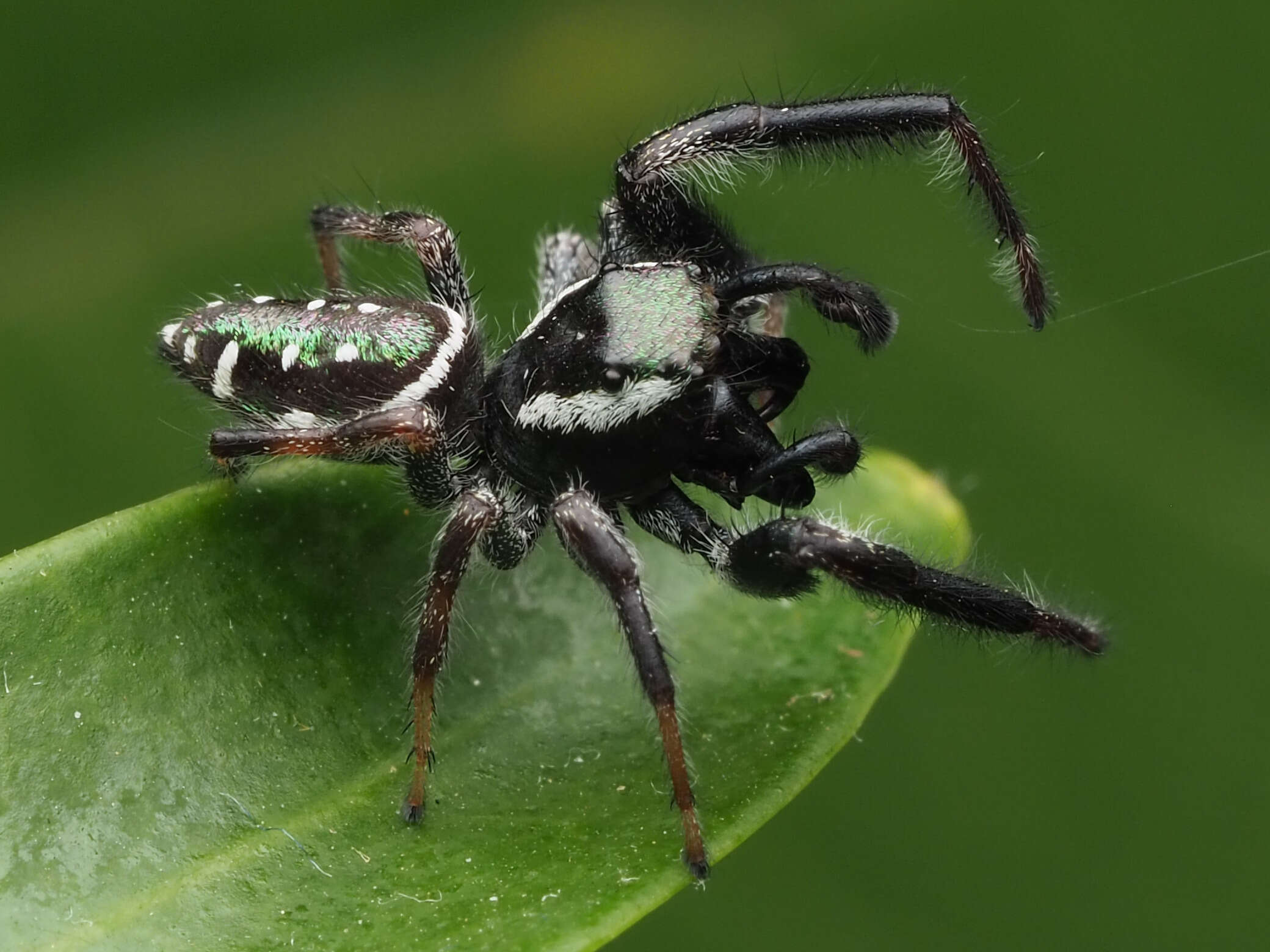 Image of Golden jumping spider