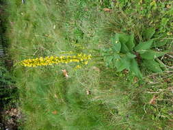 Verbascum nigrum L. resmi