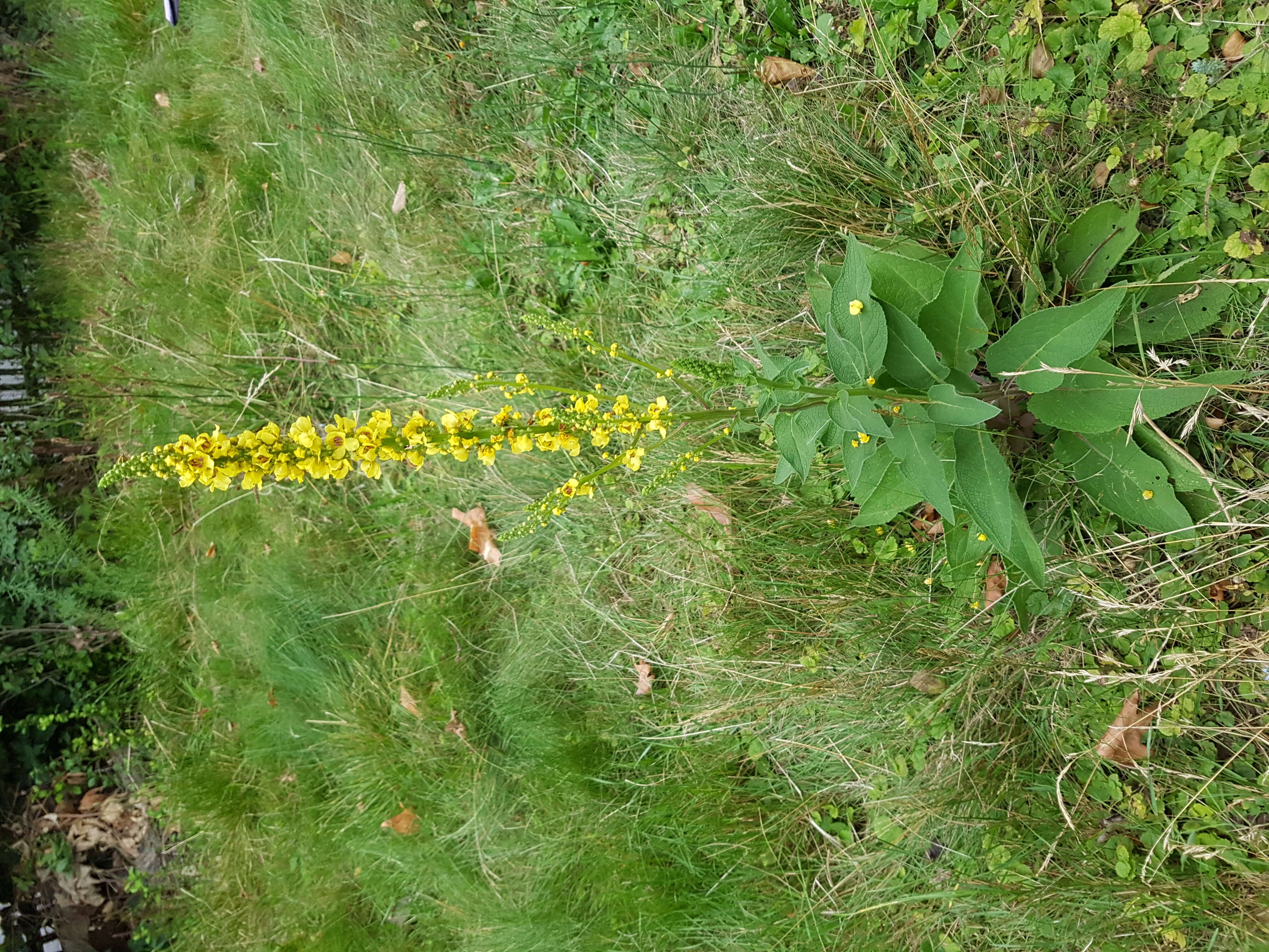 Verbascum nigrum L. resmi