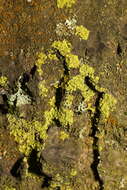 Image of lemon lichen