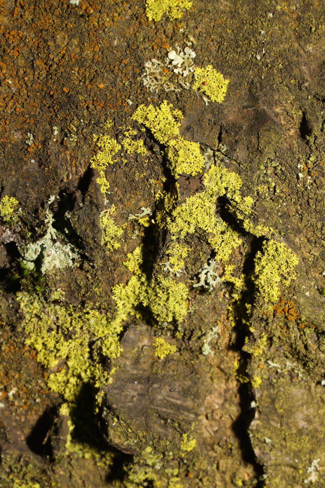 Image of lemon lichen