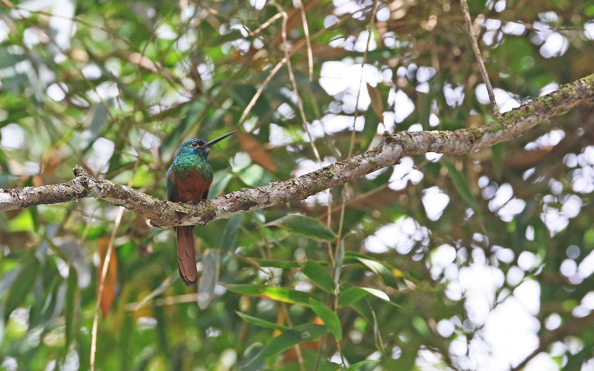 Image of Coppery-chested Jacamar