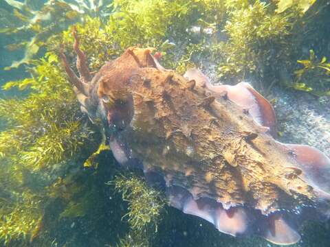 Image of Giant Australian Cuttlefish