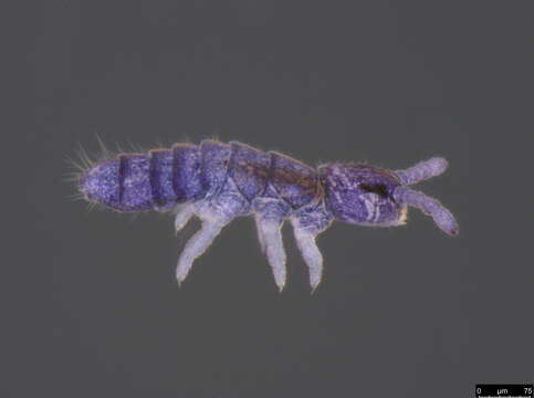 Image of Poduromorpha