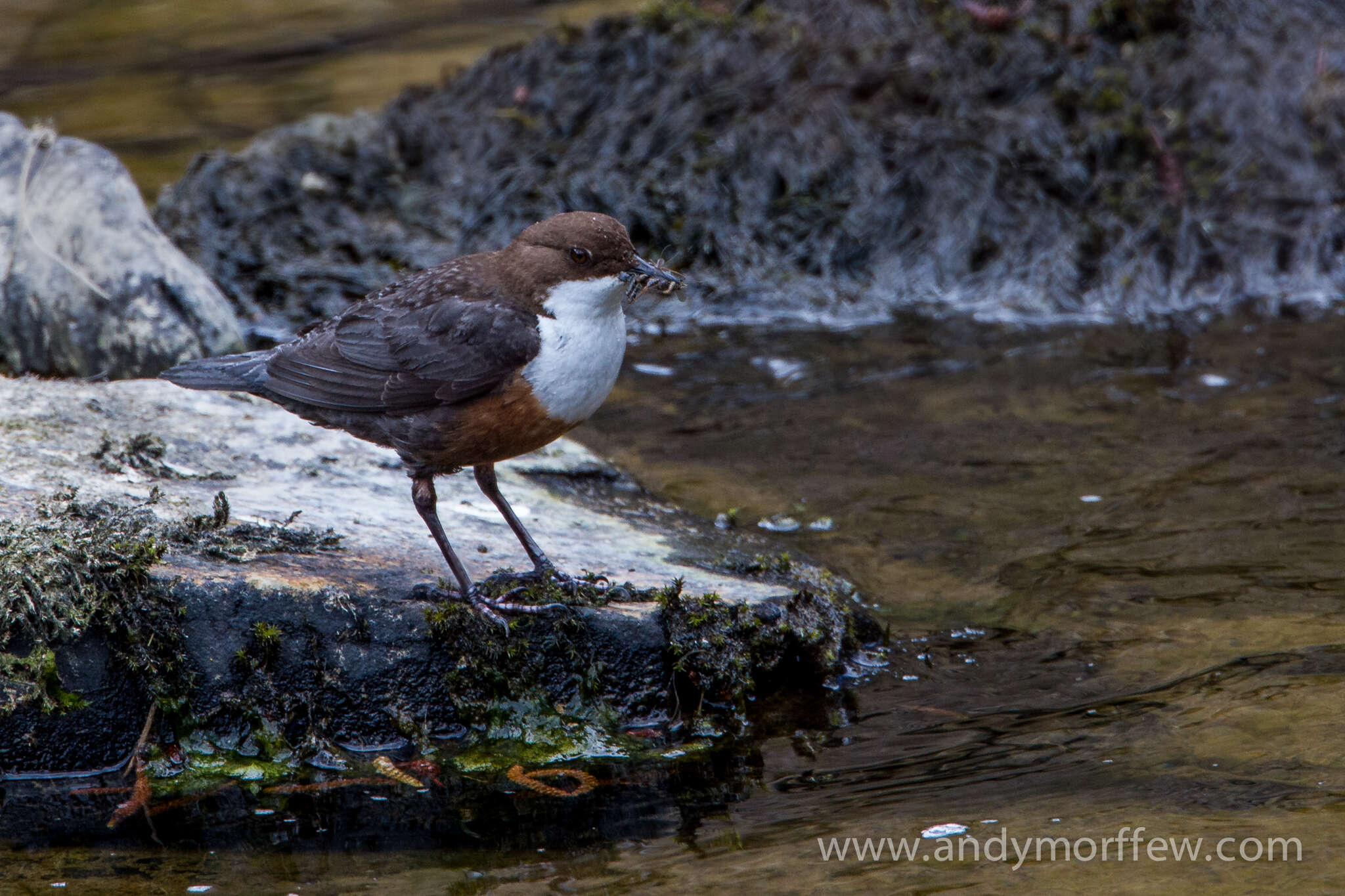 Image of Dipper