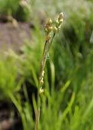 Image de Carex alba Scop.