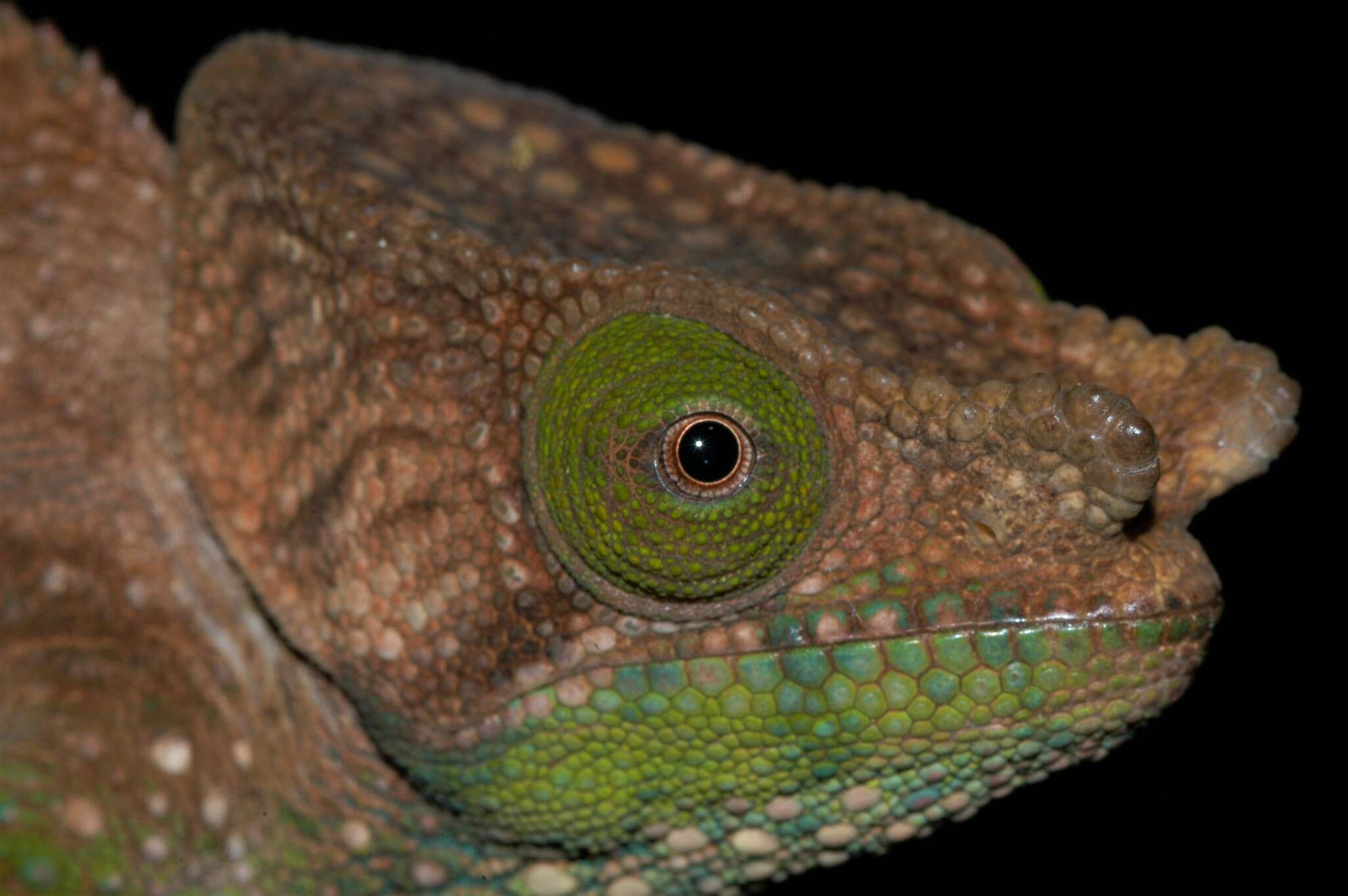 Image of O'Shaughnessy's Chameleon