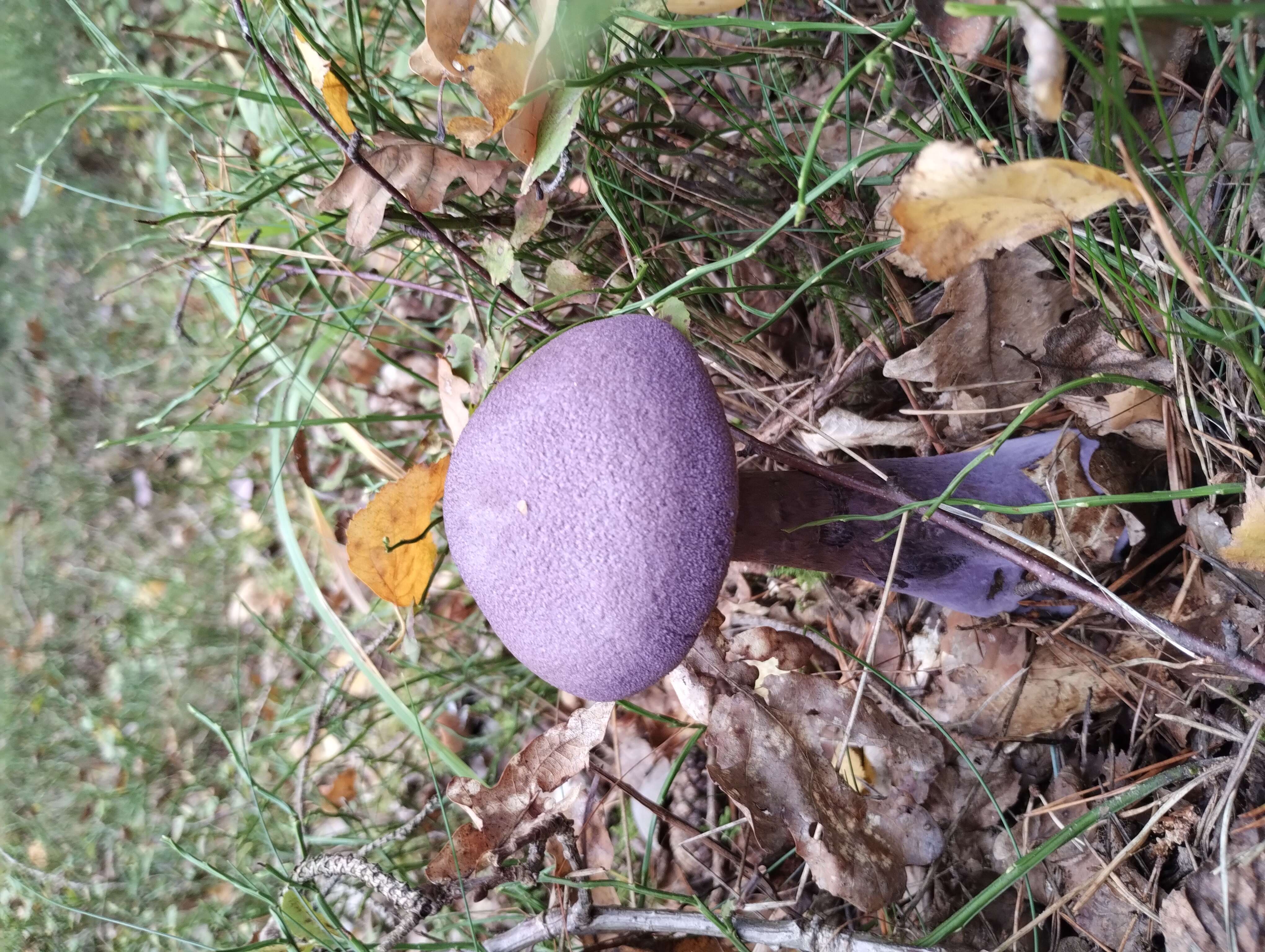 Image of Cortinarius violaceus (L.) Gray 1821