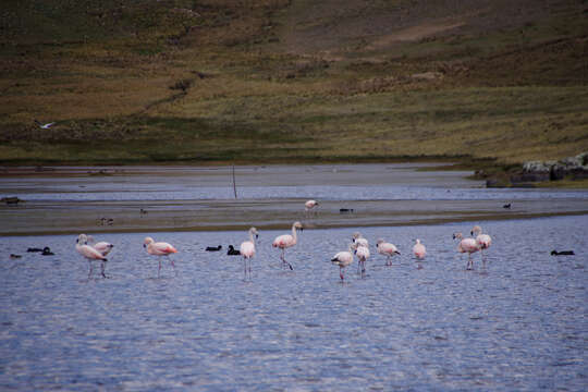 Imagem de Phoenicopterus chilensis Molina 1782